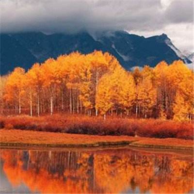 im电竞官方官网app下载截图